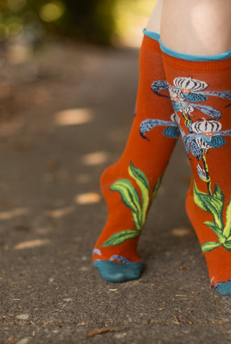 Kiku Chrysanthemum NYBG Crew - Orange