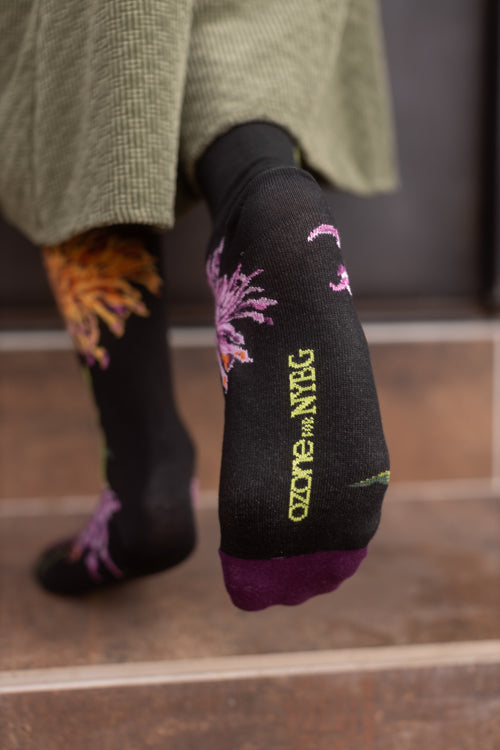 Kiku Chrysanthemum NYBG Crew